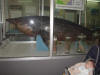 2004-01-HB-076.jpg (41710 bytes)