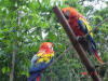 2006-07-17-HO-007.jpg (109650 bytes)