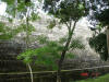 2006-07-17-HO-059.jpg (119608 bytes)