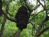 2006-07-17-HO-199.jpg (97574 bytes)