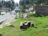 2006-04-13-AN-022.jpg (95957 bytes)