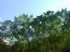 2005-07-La-Merced-03.jpg (80317 bytes)