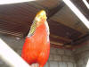 2005-07-La-Merced-10.jpg (45319 bytes)