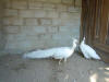 2005-07-La-Merced-13.jpg (51925 bytes)