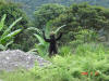 Oxapampa Jan '06-134.jpg (116882 bytes)