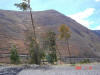 2005-07-Tarma-107.jpg (74058 bytes)
