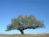 2003-R&R-TX-069.jpg (45049 bytes)