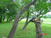 2004-05-24-TX-22.jpg (95019 bytes)