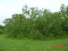 2004-05-27-TX-01.jpg (58984 bytes)