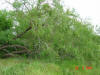 2004-05-27-TX-02.jpg (81208 bytes)