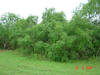 2004-05-27-TX-14.jpg (66886 bytes)