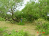 2004-05-27-TX-21.jpg (89849 bytes)
