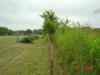 2004-05-28-TX-28.jpg (59775 bytes)