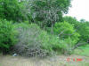 2004-05-Var-TX-19.jpg (95420 bytes)