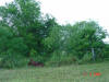 2004-06-06-TX-35.jpg (70506 bytes)