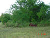2004-06-06-TX-36.jpg (70905 bytes)