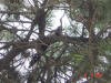 2003-08-16-P10-SY-121.jpg (86457 bytes)