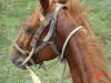2003-08-31-Dave-SY-26.jpg (64480 bytes)