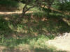 2003-08-31-SY-24.jpg (80456 bytes)