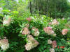 2003-09-05-SY-006.jpg (93540 bytes)