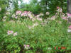 2003-09-05-SY-077.jpg (111225 bytes)
