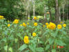 2003-09-05-SY-085.jpg (95231 bytes)