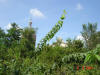 2003-09-05-SY-135.jpg (68323 bytes)