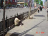 2004-04-29-SY-27.jpg (61816 bytes)